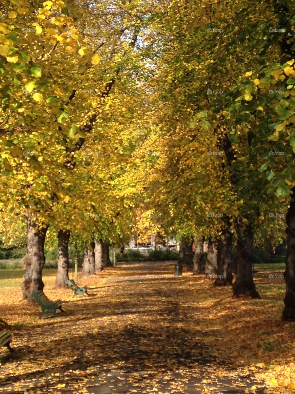 Yellow leaves, autumn in Mytts fields park