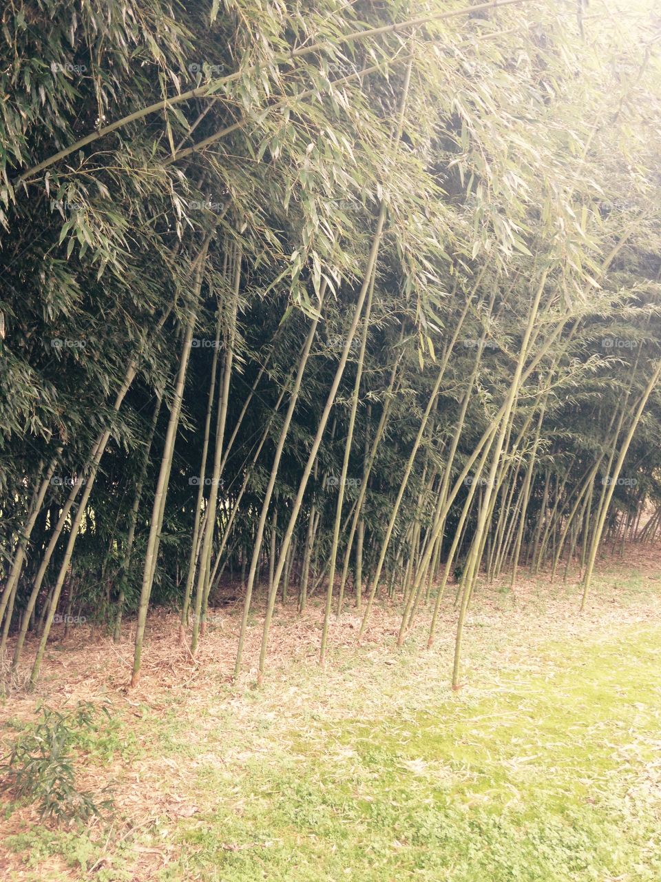 Bamboo. Bamboo