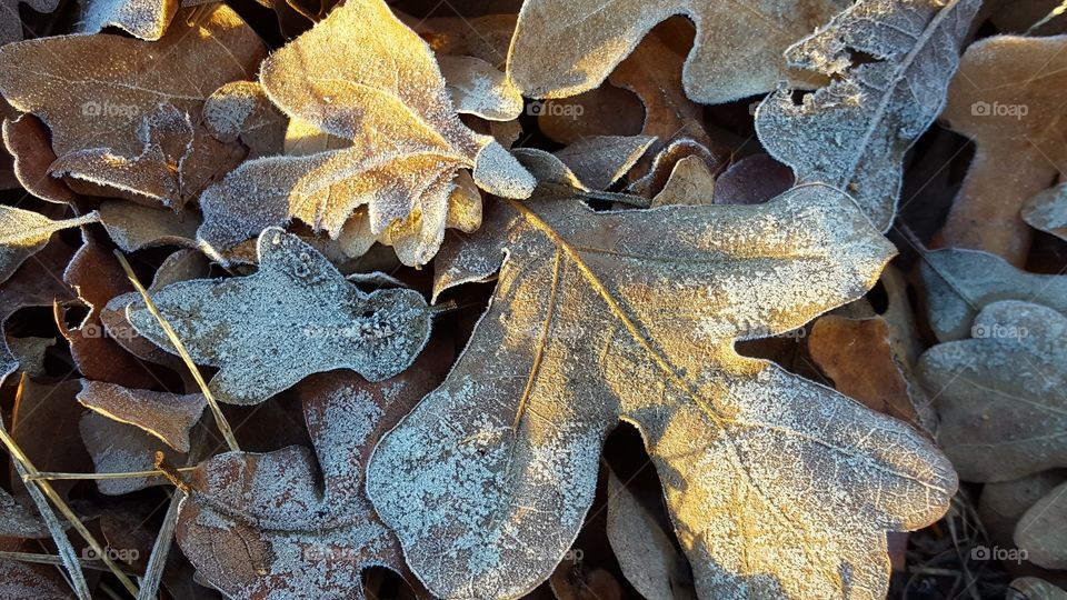 My favorite part of Winter is taking pictures of frost, ice, and snow.