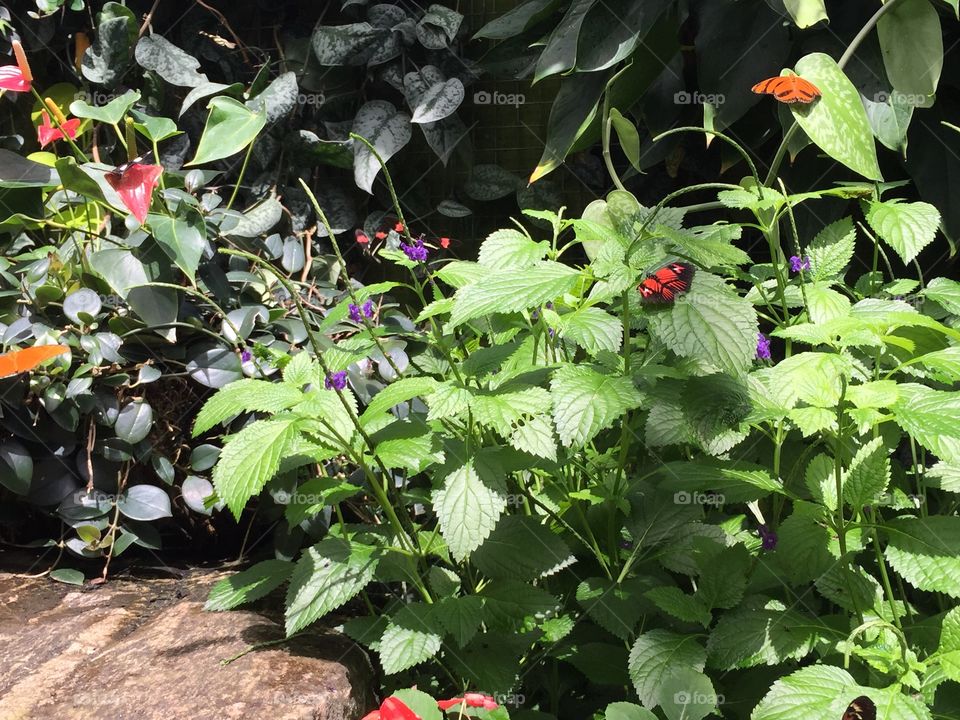 Butterfly Garden Niagara Falls Canada 