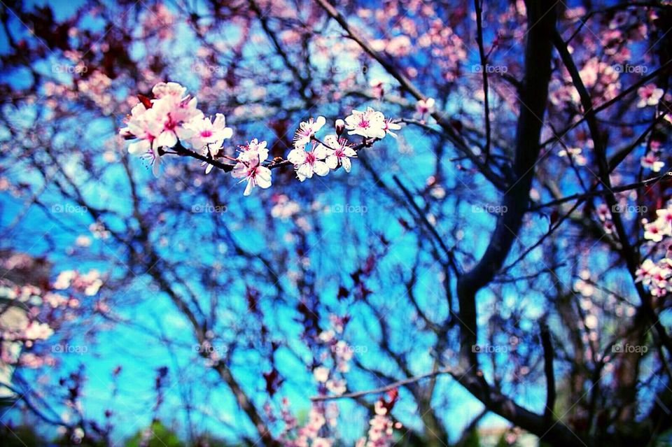 Apple Blossoms