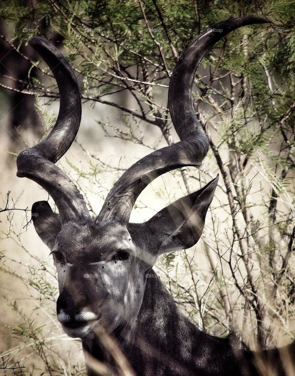 A Kudu with nice horns