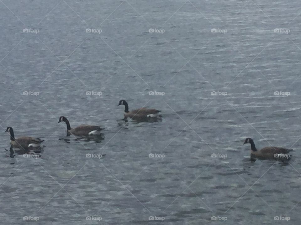 Geese swimming in the Pacific Ocean along the White Rock Promenade 