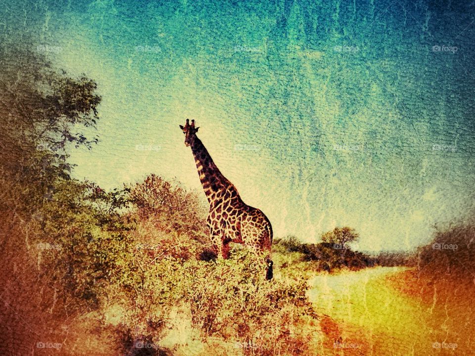 The giraffe