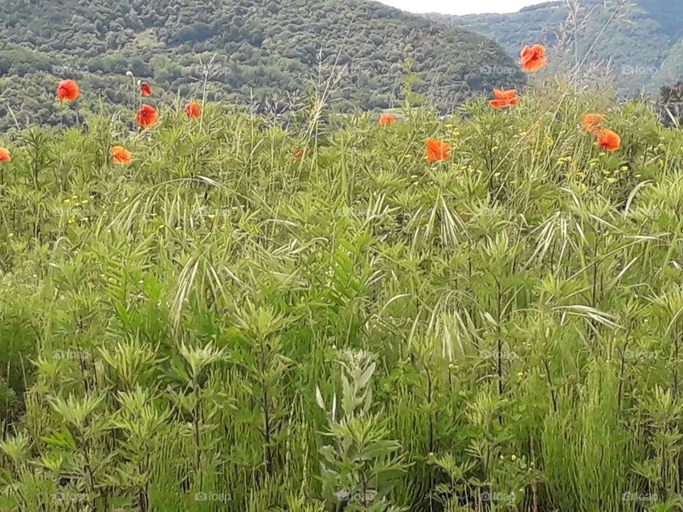 poppies