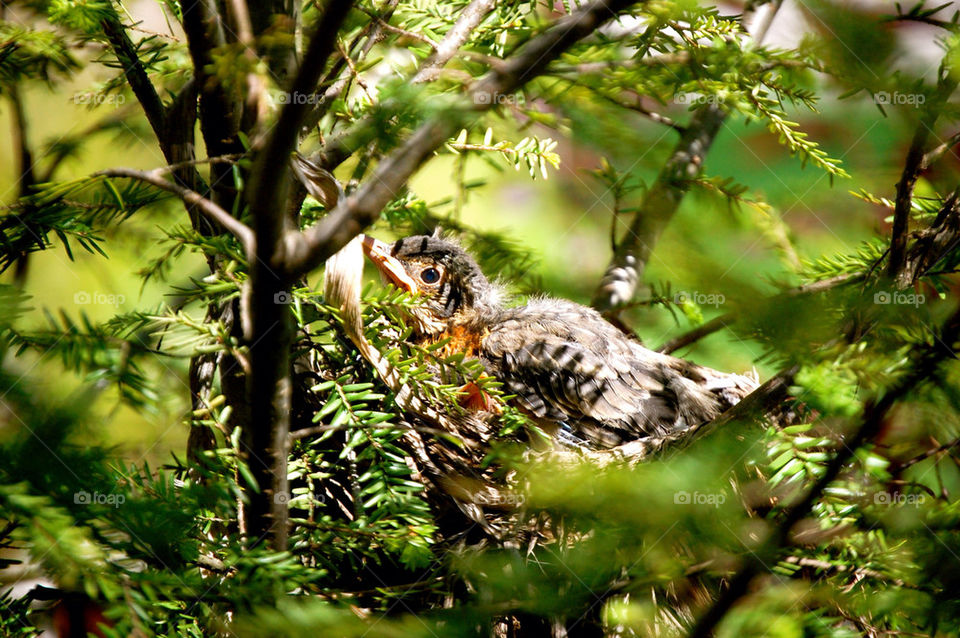 Baby robin