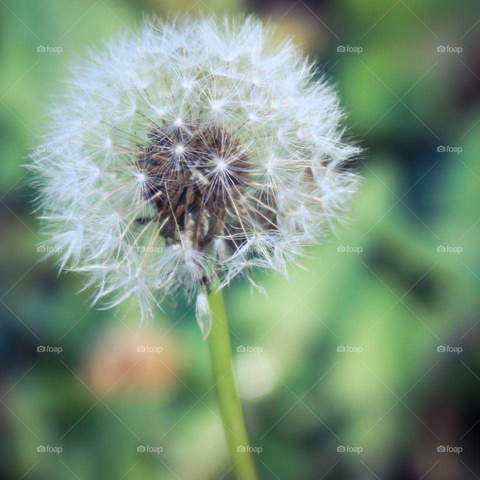 Dandelion 