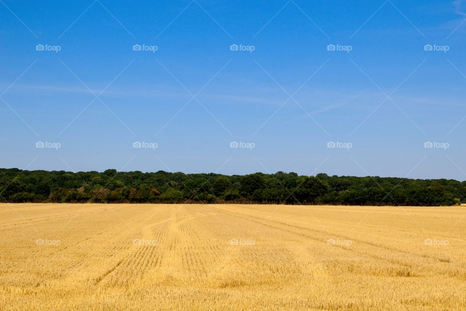 field of wheat in summer