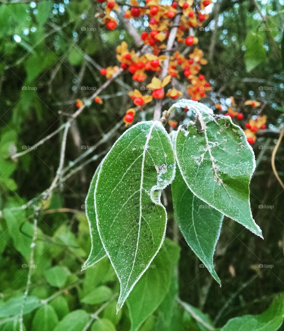 frost covered leaves