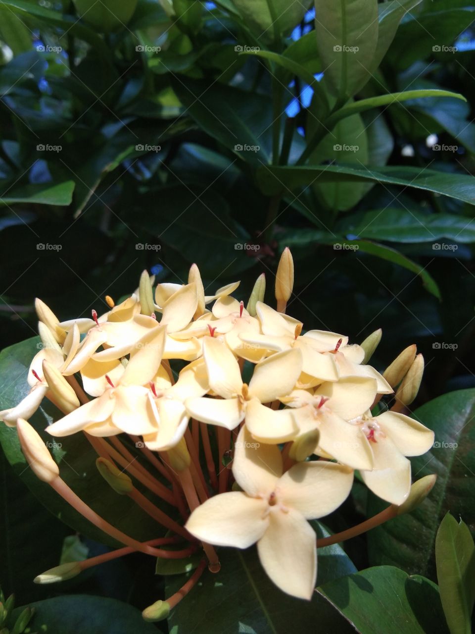 yellow flower in the morning