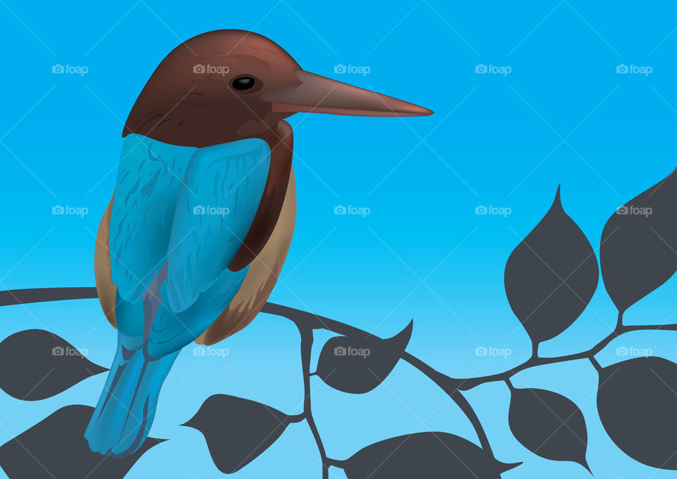 Kingfisher bird illustration