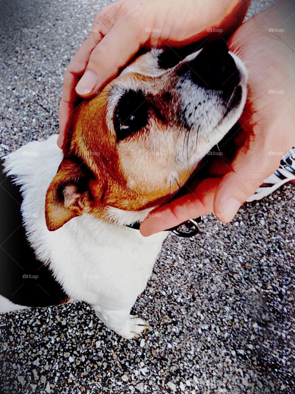 Sweet caress between man and dog.