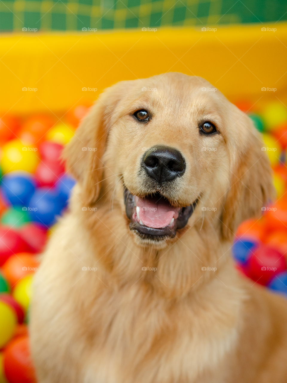 Golden Retriever at ball pit