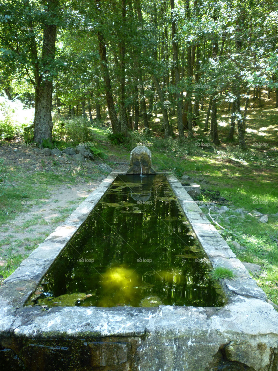 trees water forest fountain by kenglund