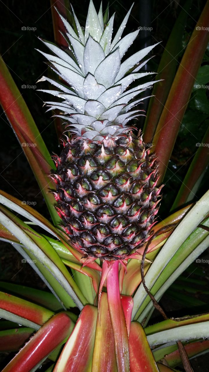 The Pineapple. Home grown goodies