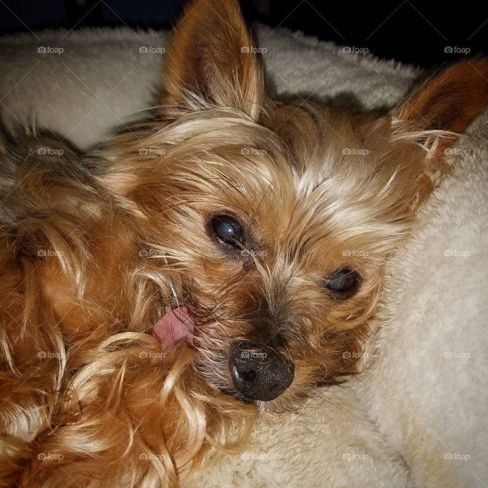 Cute yorkie with tongue hanging out
