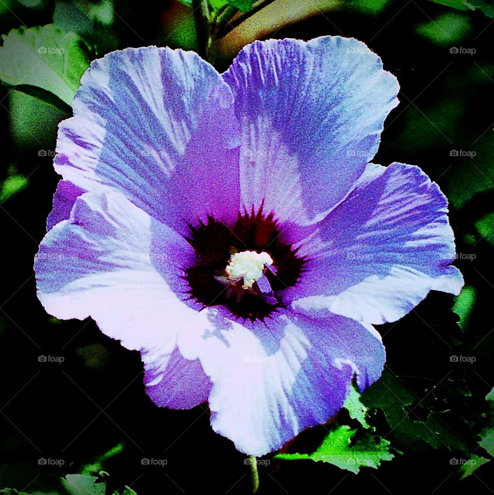 Rose of Sharon