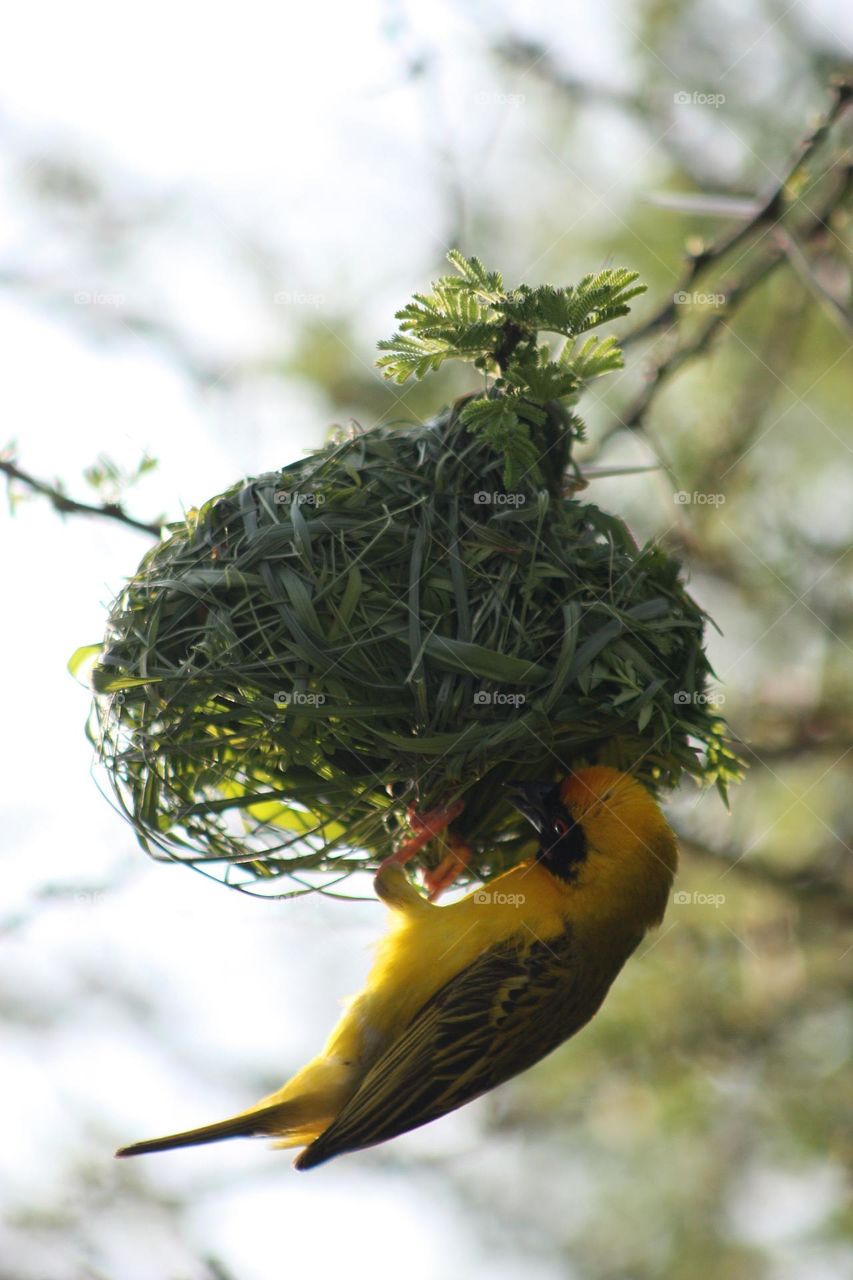 mashed weaver building a nest