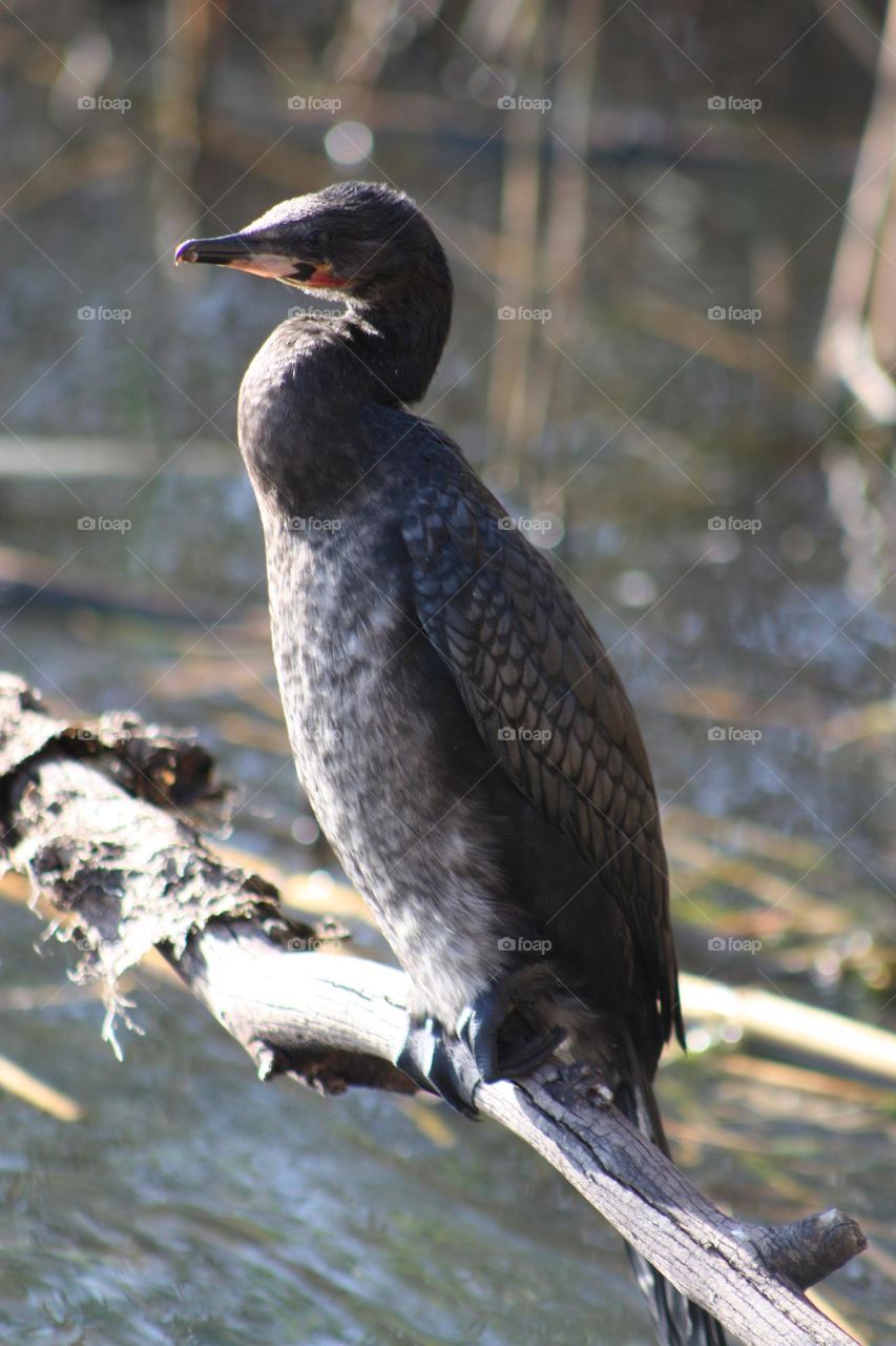 Giant cormorant.