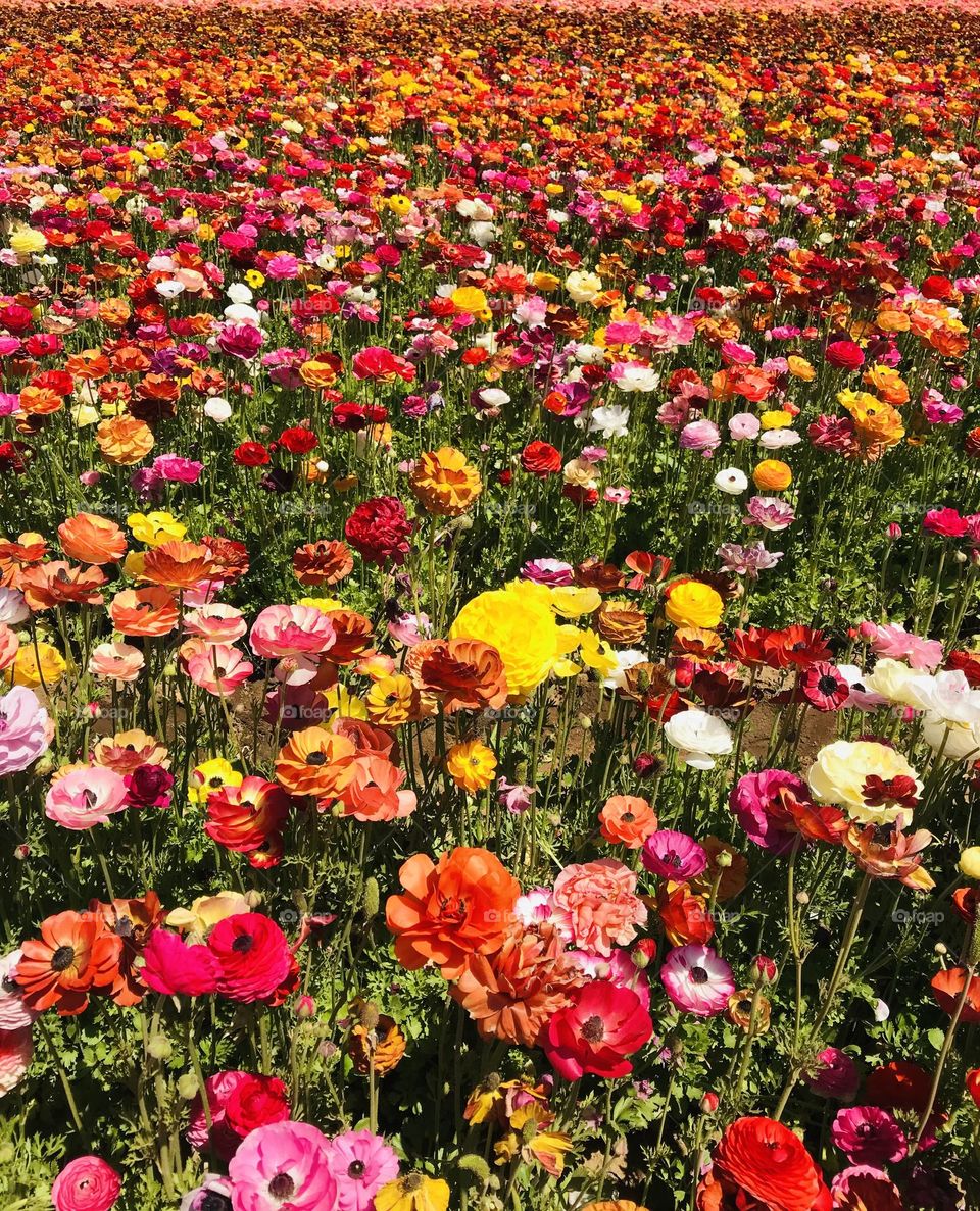 Ranunculus Flower Fields