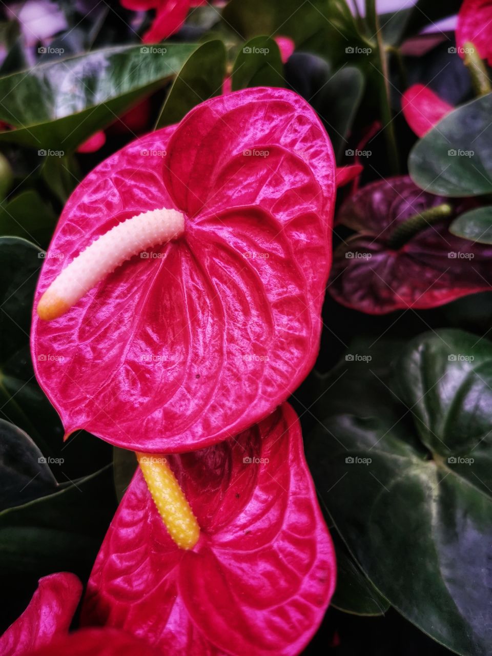 Plant green house Park colors greens