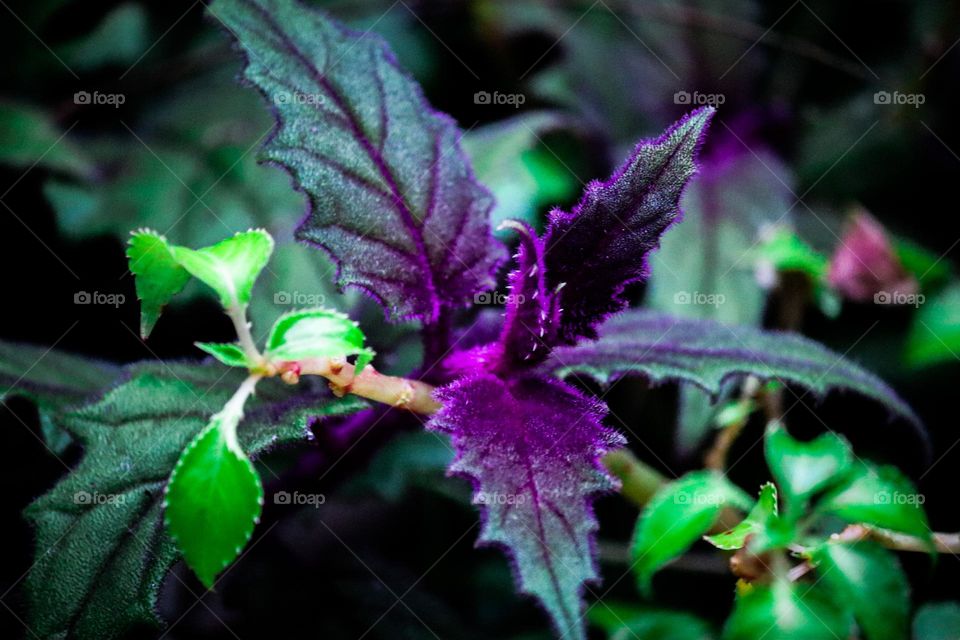 Close up view of a purple tree shoots with hairy leaves