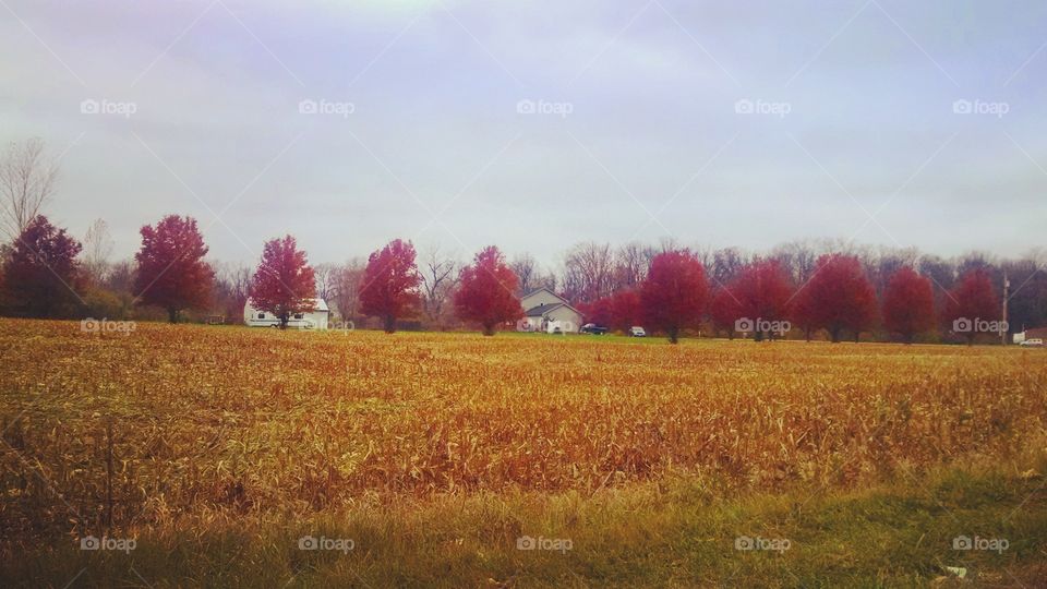 Autumn trees on field