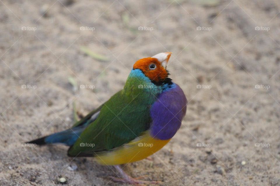 A small gouldian finch, looking upwards from the ground at the sky, its friend ps and it’s home