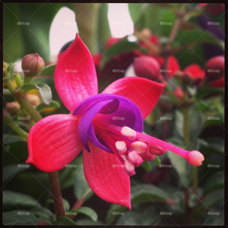 Fuchsia 