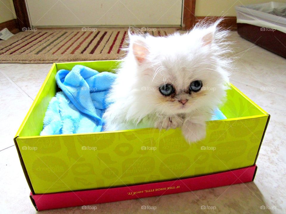 Casper the friendly kitten