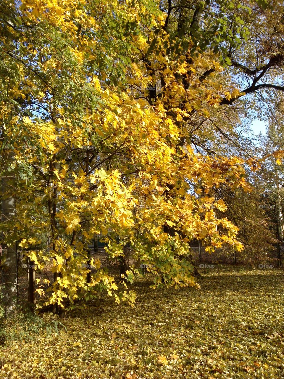 Yellow tree