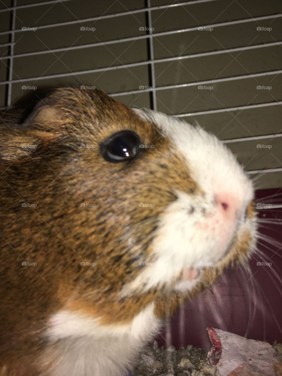 Extreme close-up of guinea pig