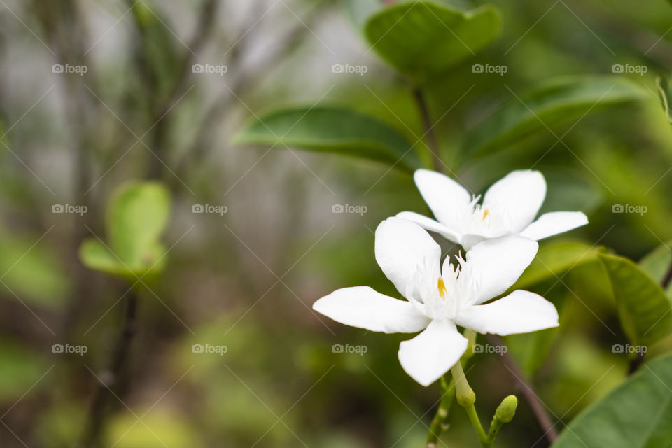 two beautiful white flowers dancing in the sun