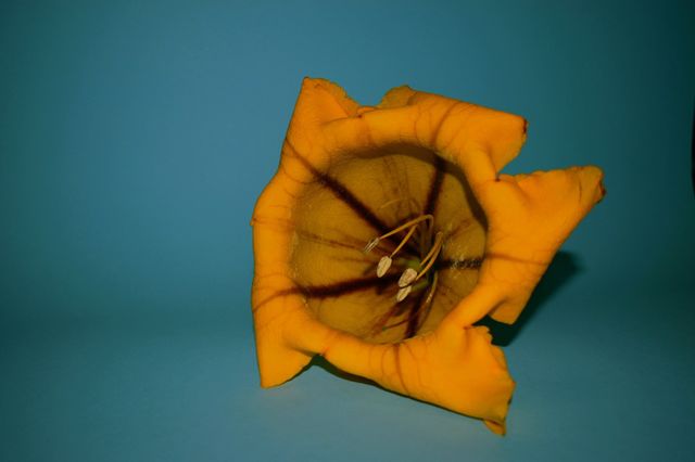 orange flower on a blue background