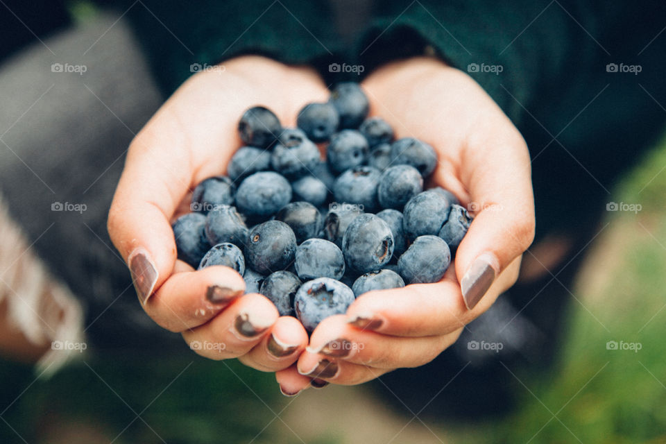 Blueberries picking