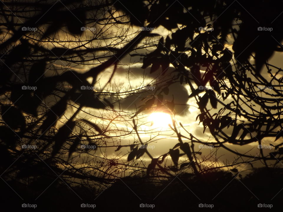 Sunset, Tree, Light, Sun, Dawn