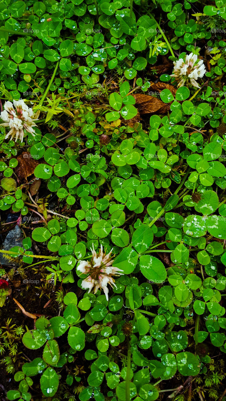 Clover Hunting