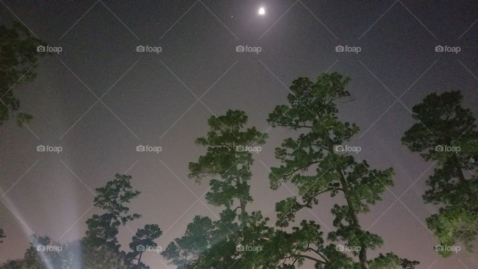 A few trees against a dark, night sky.