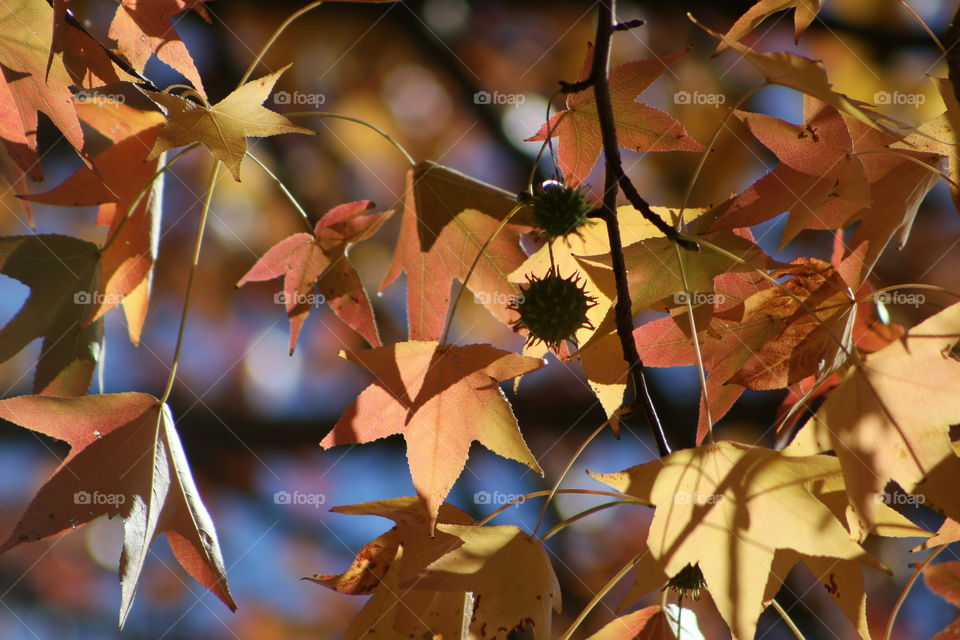 Colorful leaves