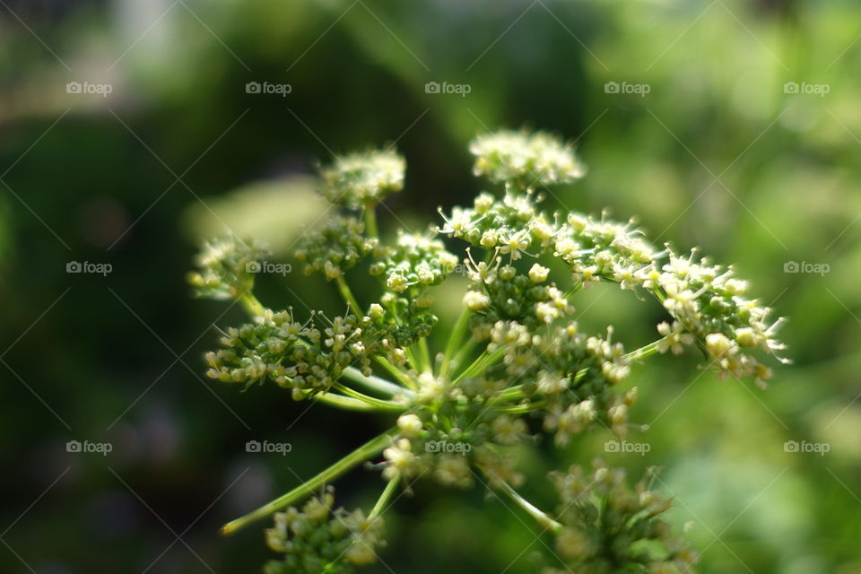 Close-up of tiny white flower called heliotrope in the spring garden.