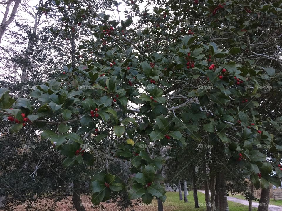 Tree, Fruit, Leaf, Branch, Outdoors