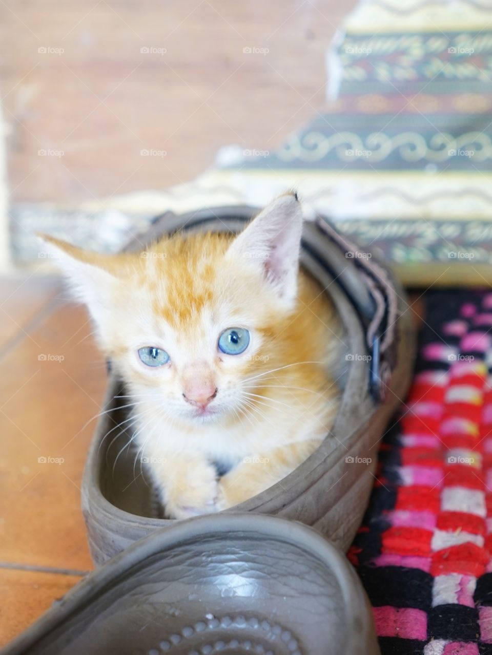 kitten playing in sandal