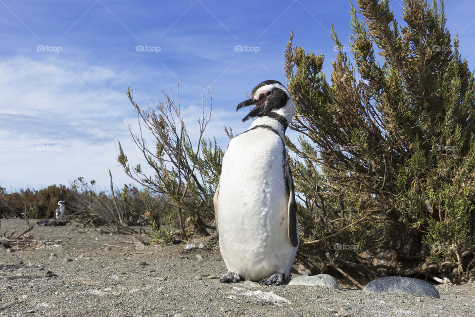 Pinguenera Faro Cabo Virgenes.