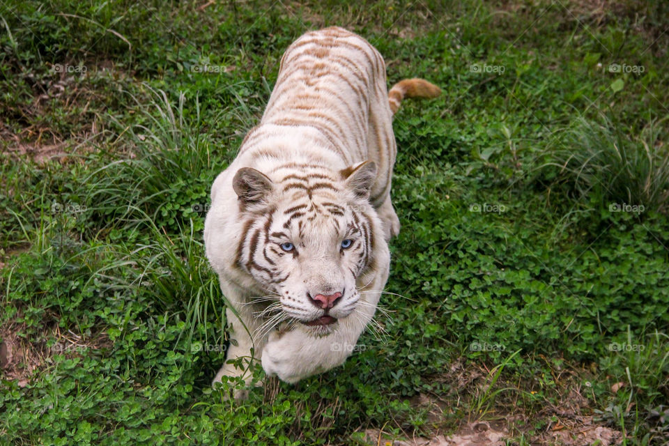 A portrait of a white tiger ready to attack after sneaking up on us in a tourbus.