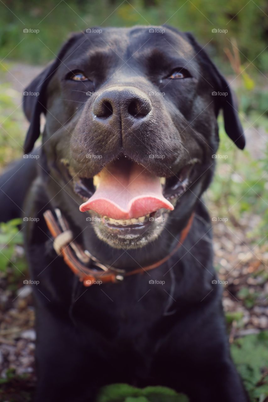 black Labrador