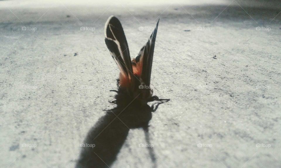 Moths Shadow