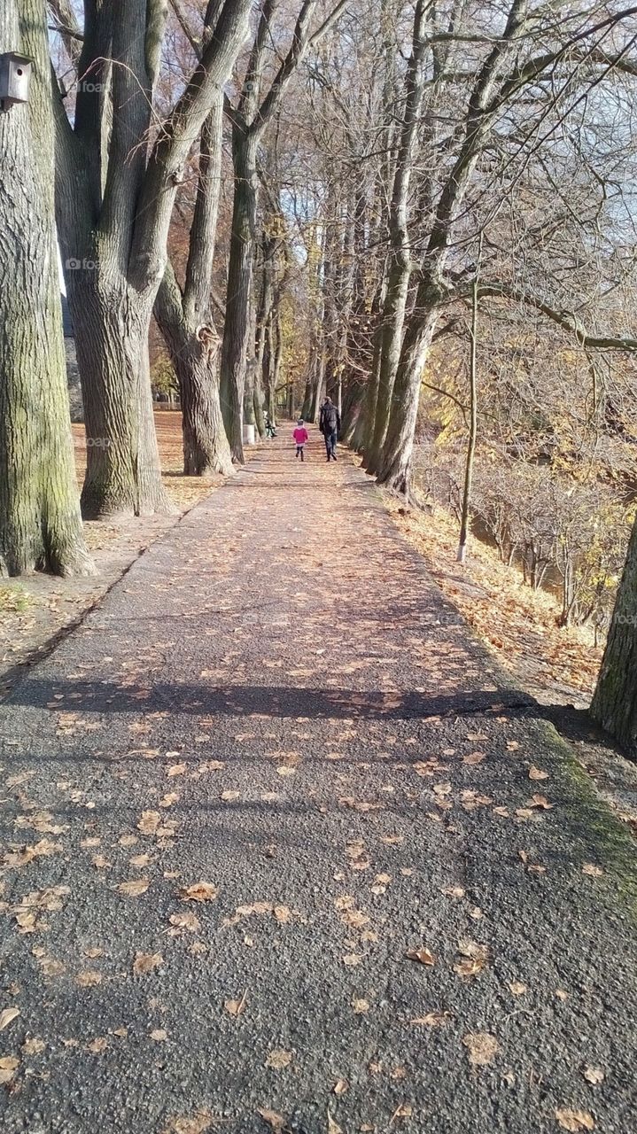 road trip between trees both sides the road