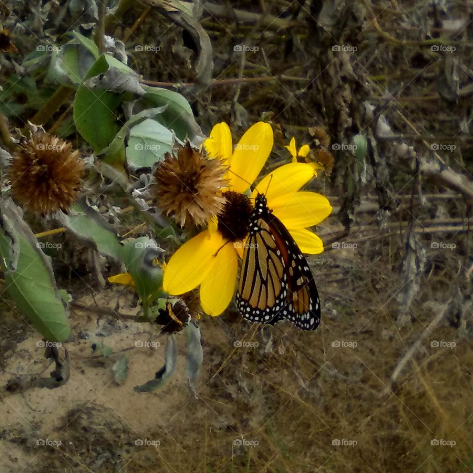 Monarch Butterfly On Wild Sunflower