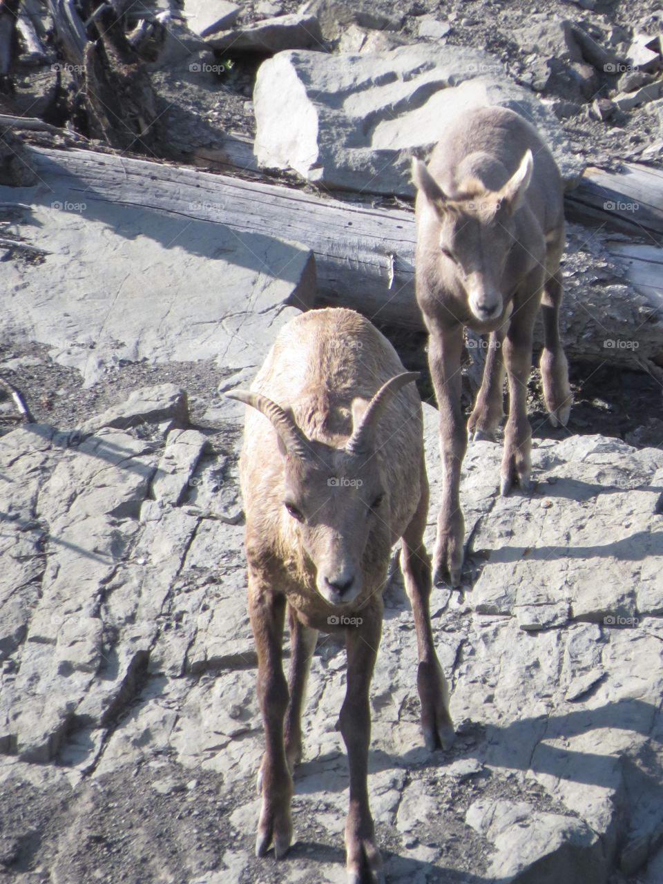 Two, baby mountain goats
