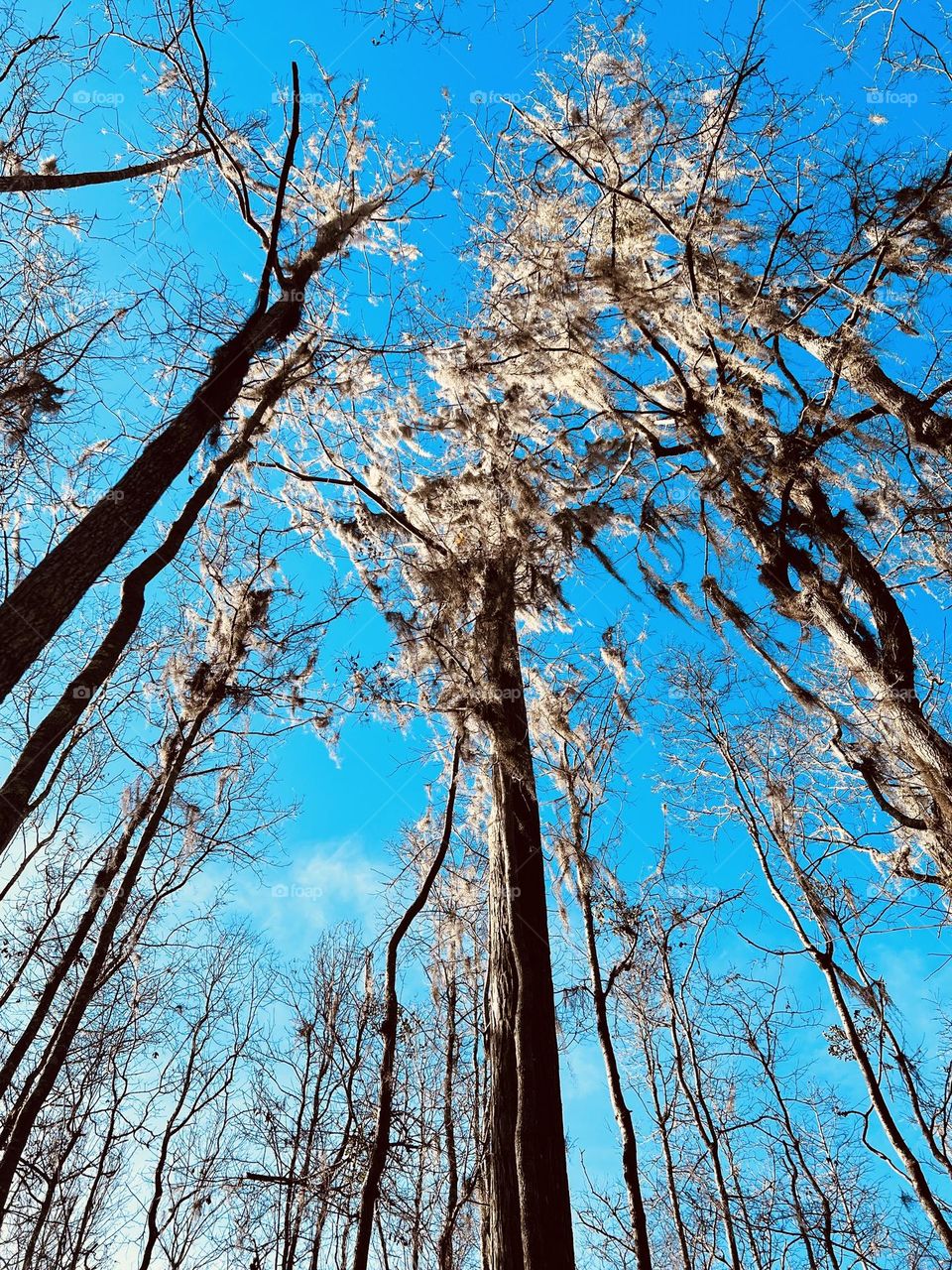 Mossy swamp trees and the sky